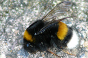 Hommel