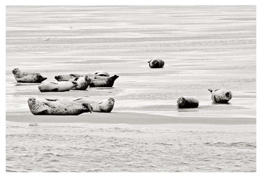 Zeehond